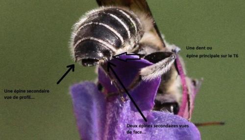 Hoplitis adunca